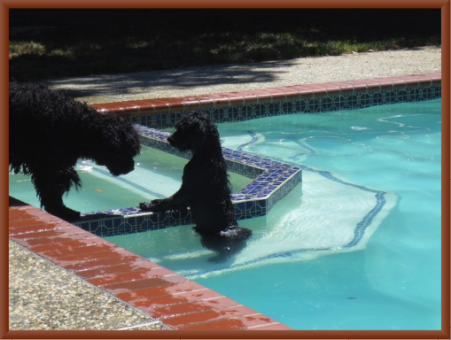 Baxter Teaches Honey Bunch How to Swim